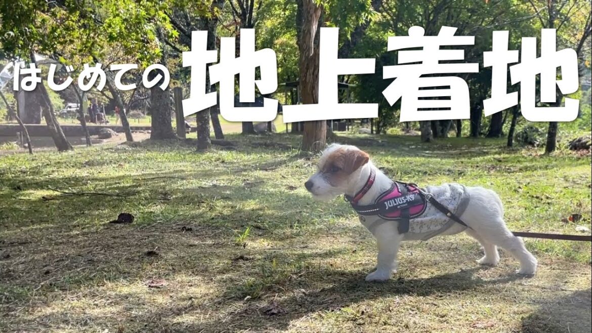 【はじめてシリーズ】初めて地上に着地した子犬