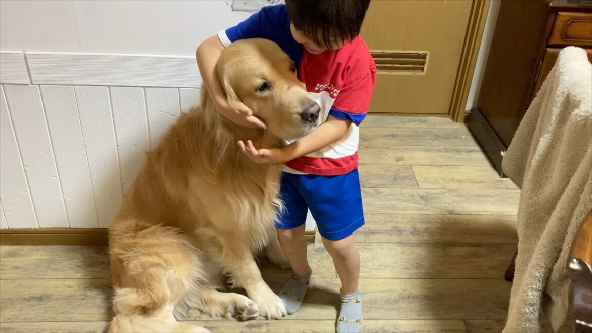 頑張る場所は違えども、息子達に贈るエール【ゴールデンレトリバー】