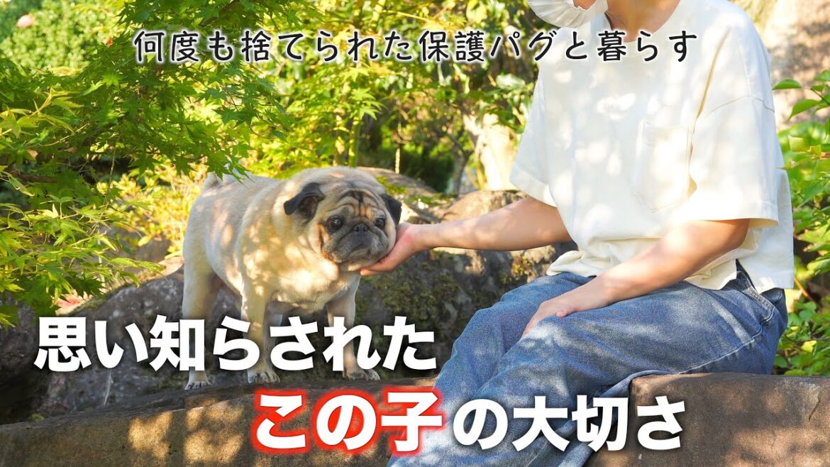 保護犬パグとの日常が当たり前でなくなって気づく愛おしさ/休止していた理由と今後について/まだある衝撃の大問題と解決法/保護犬VLOG