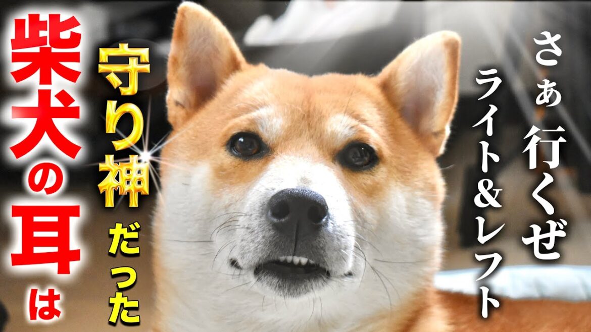 変なゾーンに入った柴犬こむぎが苦手なグラグラ一本橋を渡った日【キモ虫フィンガークラッシャーあるじ】