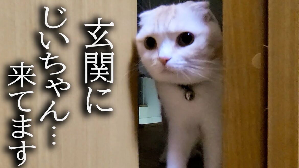 3年ぶりにじいちゃんが来たら猫と犬がこうなっちゃいました… 3年ぶりにじいちゃんが来たら猫と犬がこうなっちゃいました...