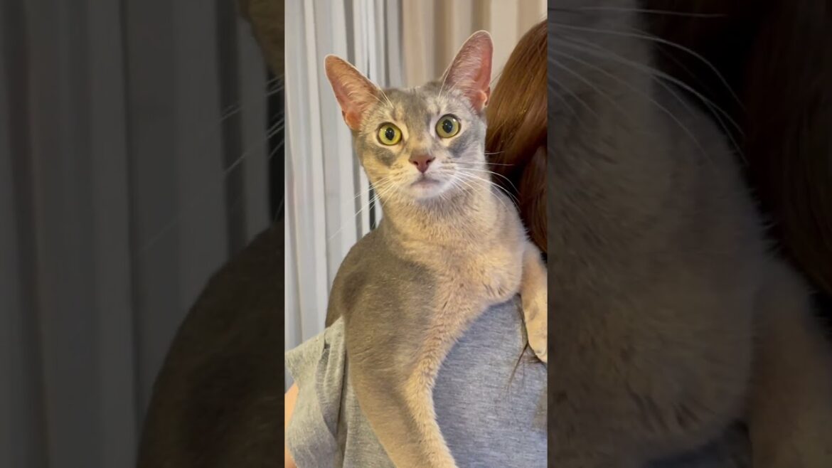 抱っこが大好きな猫 #shorts #猫 #アビシニアン