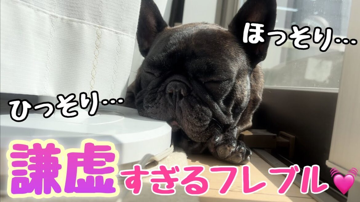【謙虚すぎる犬】ここ最近の居場所が切なかわいすぎるフレンチブルドッグ