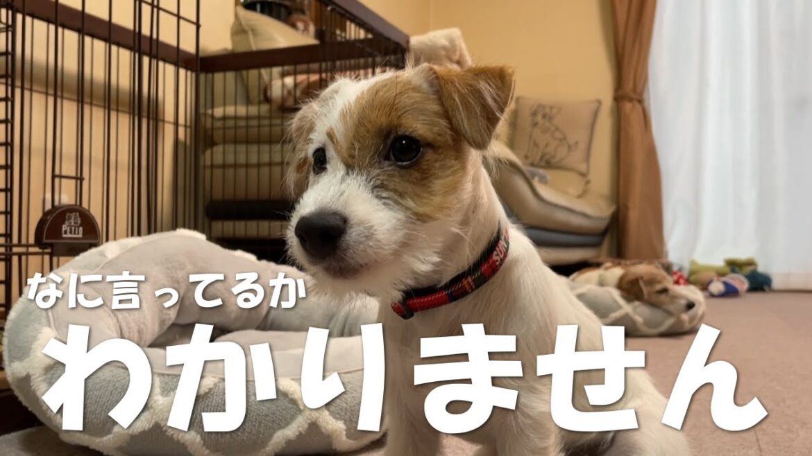 トイレに行きたかった事を忘れちゃったジャックラッセルテリアの子犬