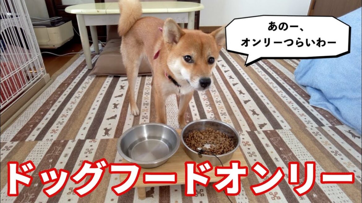 【目で語る】とにかく何かを振りかけてほしい柴犬　小夏1歳