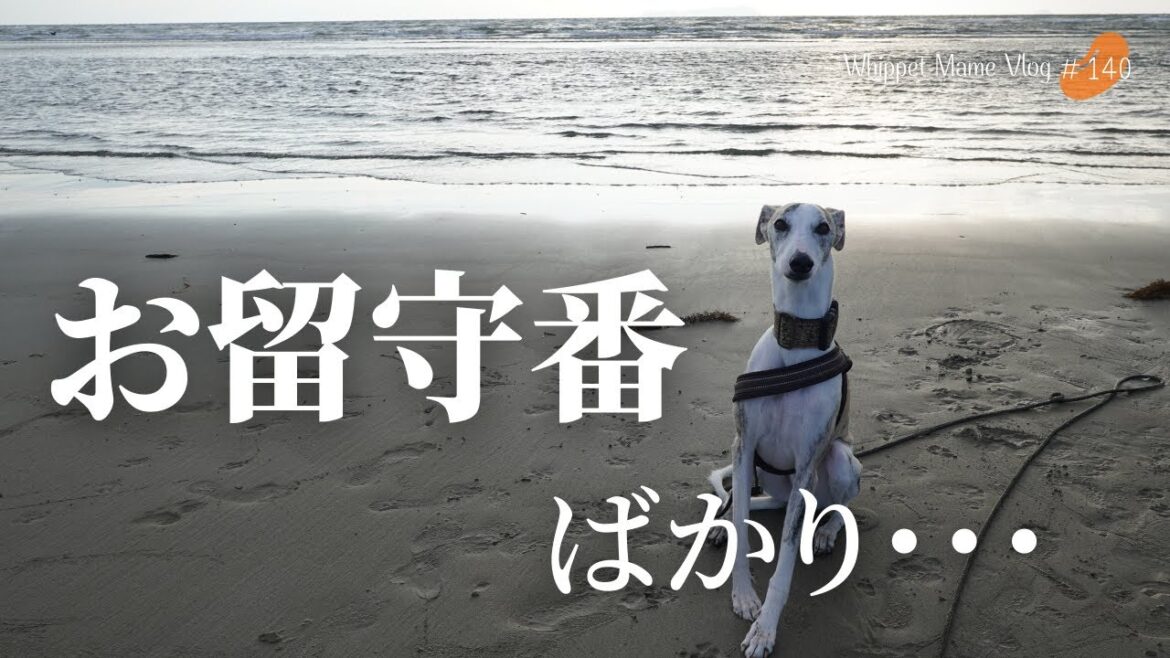 いつもお留守番を頑張っている愛犬への最高の恩返し。それはこれだ　#140