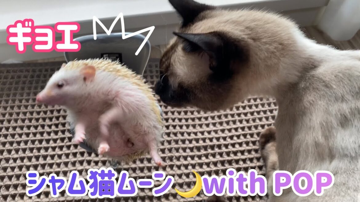 ハリネズミ🦔POP・新しいチェアー💺 シャム猫ムーン🌙チャンネルwithPOP ハリネズミ🦔POP・新しいチェアー💺 シャム猫ムーン🌙チャンネルwithPOP