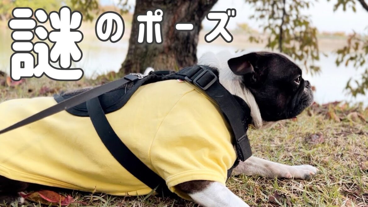 ボストンテリアと秋さんぽ／みなさんの愛犬はしますか？この謎ポーズ【ボステリ】