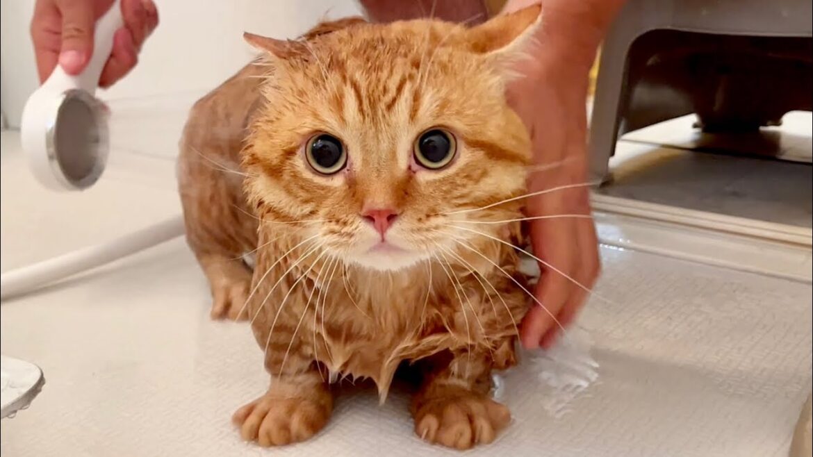 ぽちゃくんをお風呂にいれたら… #猫 #マンチカン ぽちゃくんをお風呂にいれたら... #猫 #マンチカン