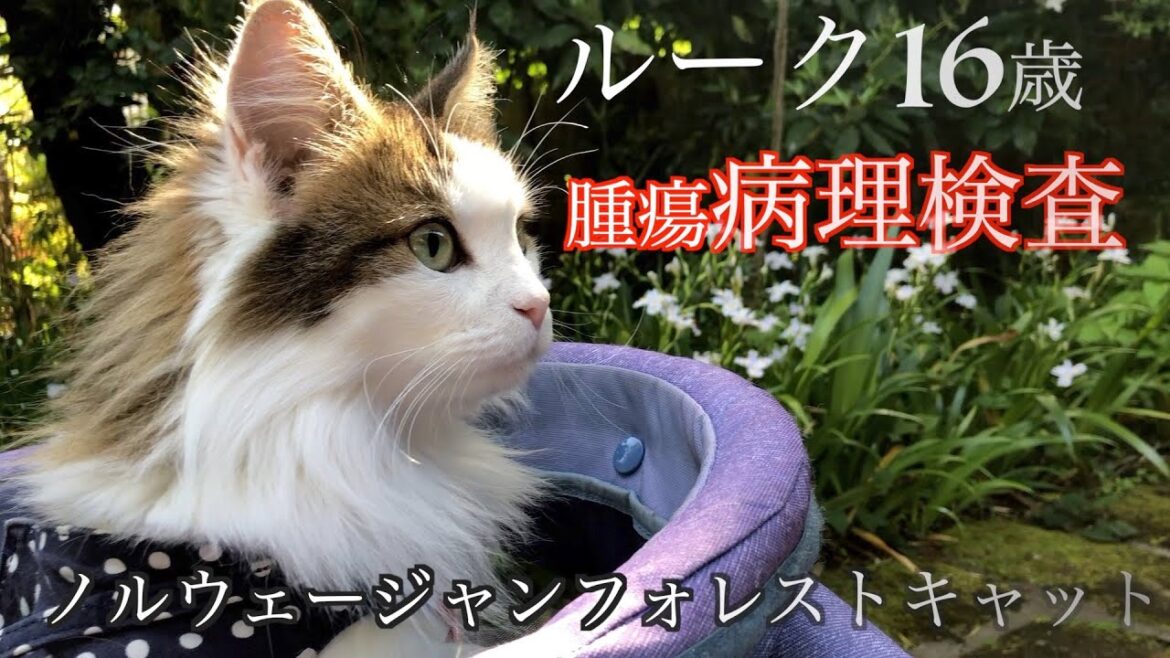 ルークの腫瘍病理検査報告　ノルウェージャンフォレストキャット16歳