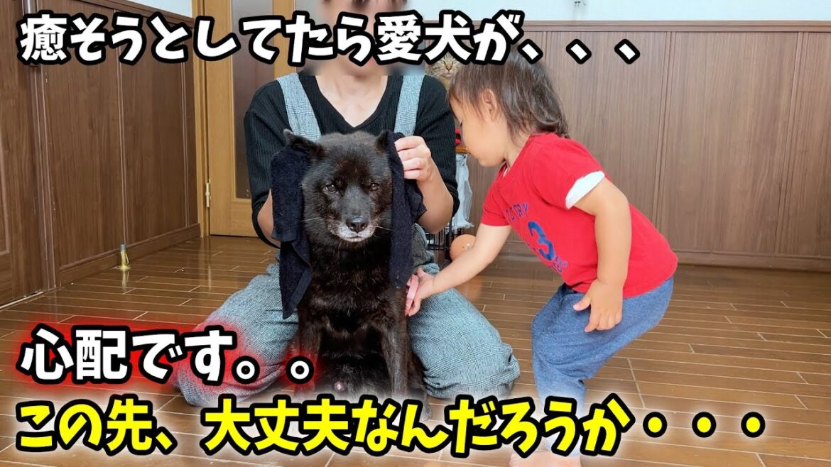 甲斐犬一休を癒そうとしていたら信じられない行動に・・・