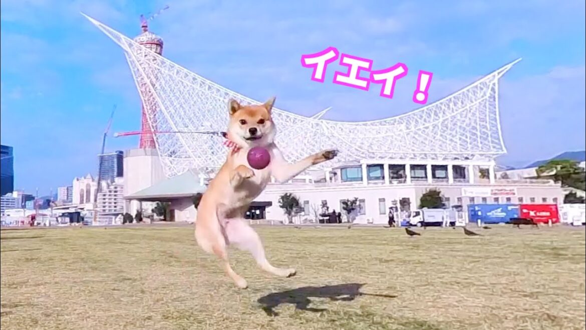 柴犬小夏1歳　久しぶりに見えたぞー　ポートタワーの工事が終了間近？