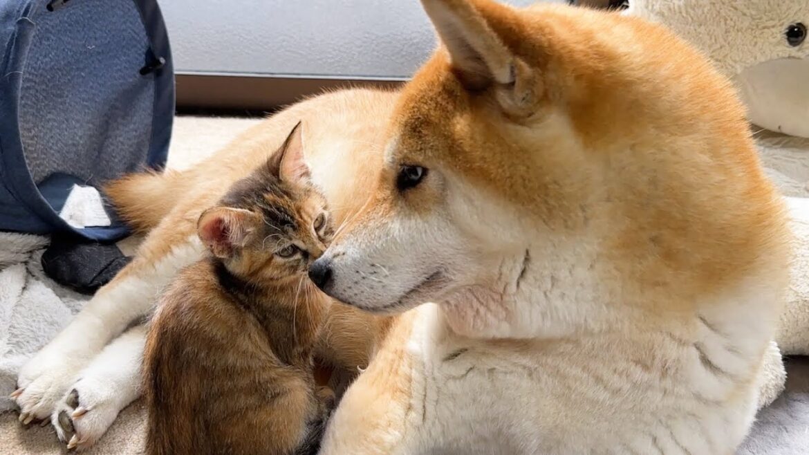 甘える子猫をおおらかに受け入れる柴犬が本当のお母さんのようです… 甘える子猫をおおらかに受け入れる柴犬が本当のお母さんのようです…