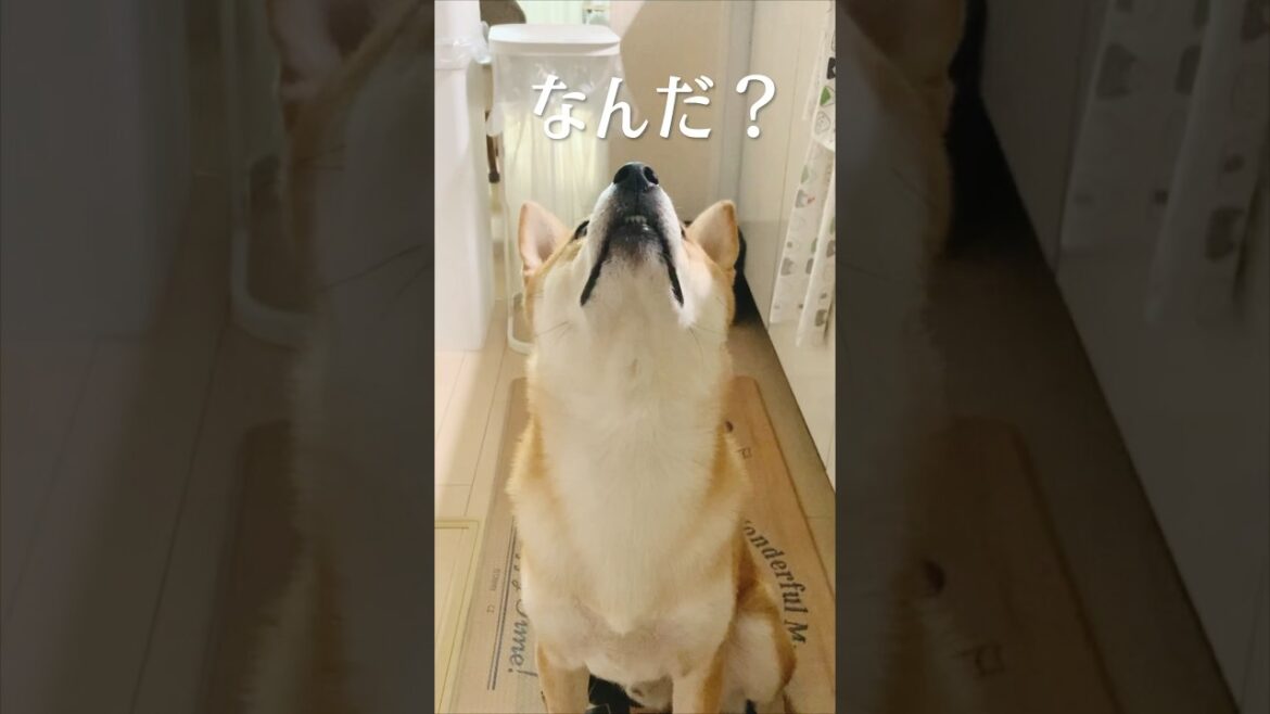 能ある柴犬はチャームポイントを隠さない#柴犬#犬#いぬ