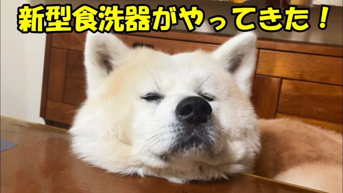新型食洗器登場！ピカピカ・ヌルヌル仕上げ・秋田犬そうすけ君夜食のお供