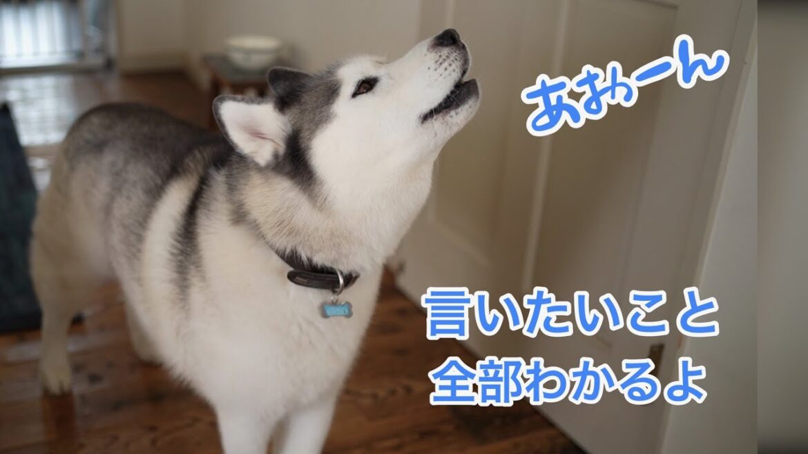 遂に遠吠えでもお話し上手を証明したシベリアンハスキーがこちら