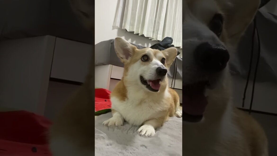 幸せな時間🫶🏻 #くきたん #dog