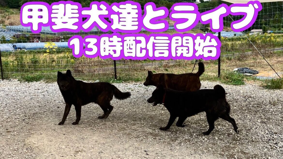 甲斐犬ランドから生中継！　10月22日（土）13時配信