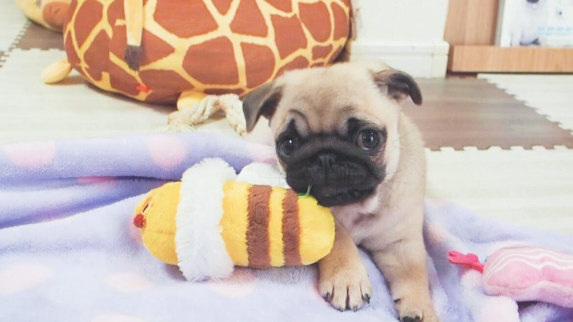 忍び足で獲物に向かうパグの赤ちゃんはとてつもなく可愛いんです。Baby pugs are incredibly cute as they tiptoe stealthily to their prey