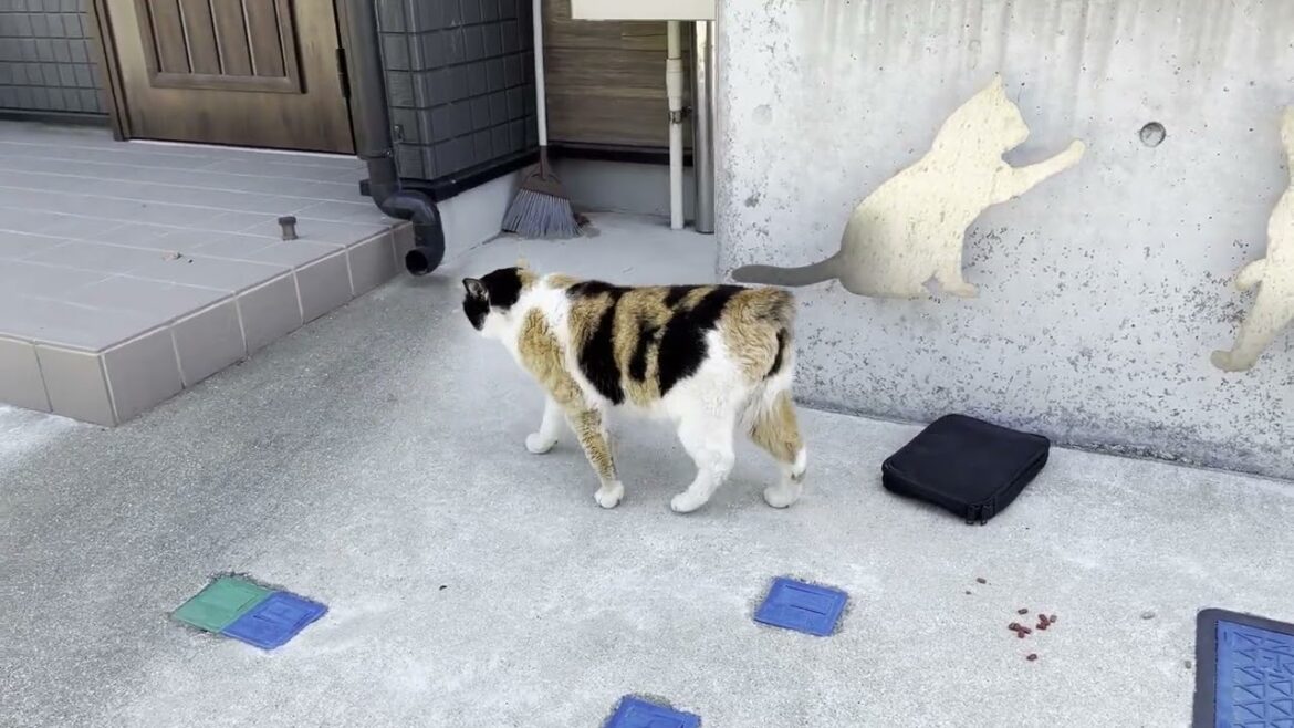 湯島　公民館の近くにいた尻尾の無い猫さん2  #アイアイ マンクス三毛猫？　Manx Calico?  #ランピー