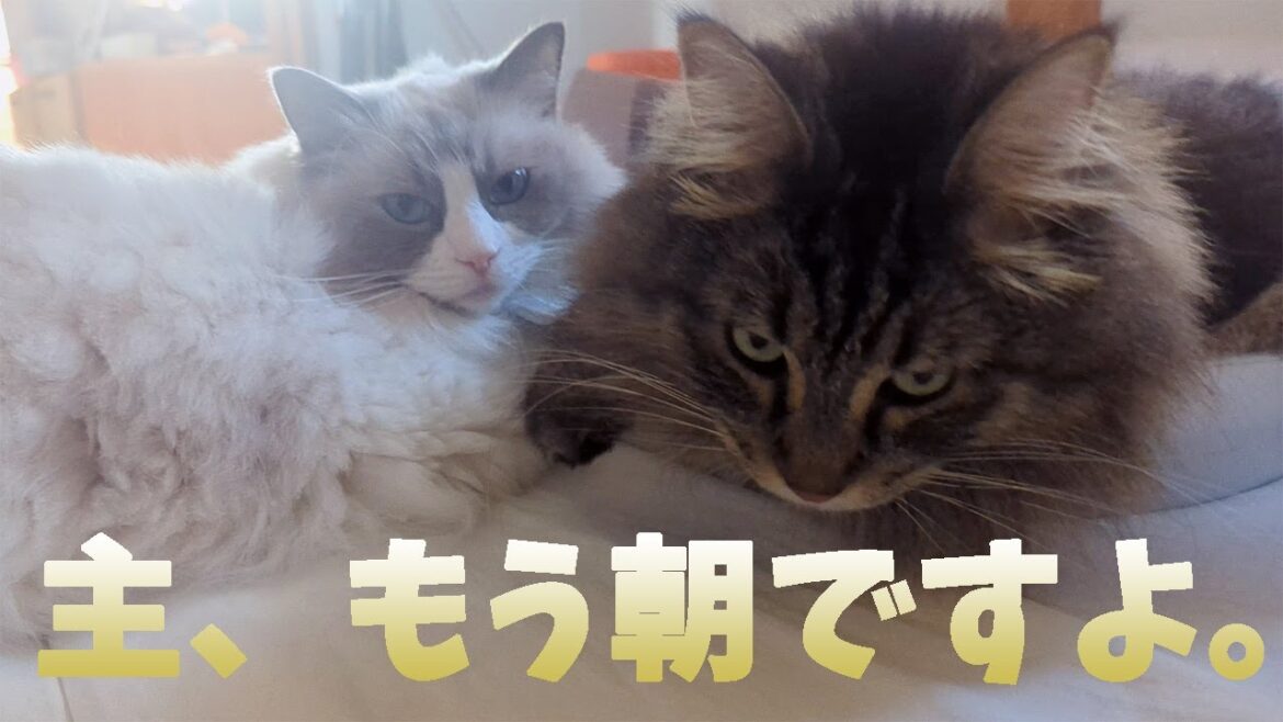 ２匹一緒にこねこね職人、飼い主を起こすメインクーンとラグドール、ベットが怖いサイベリンアン