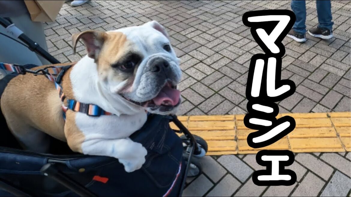 初めてのドッグマルシェに興奮するブルドッグ！
