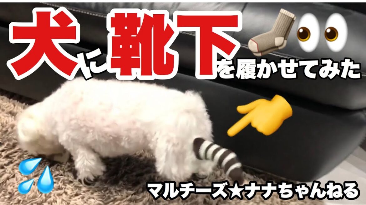 【大爆笑】必見！傑作★子犬のマルチーズに靴下を履かせてみたらとんでもない事になった　[Laughs] The dog wore socks