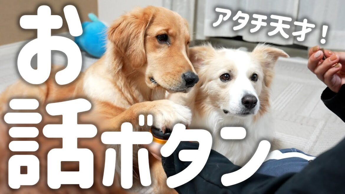 【神回】単語ボタンで愛犬と会話してみたら天才すぎました…【＃ボーダーコリー＃ゴールデンレトリバー】