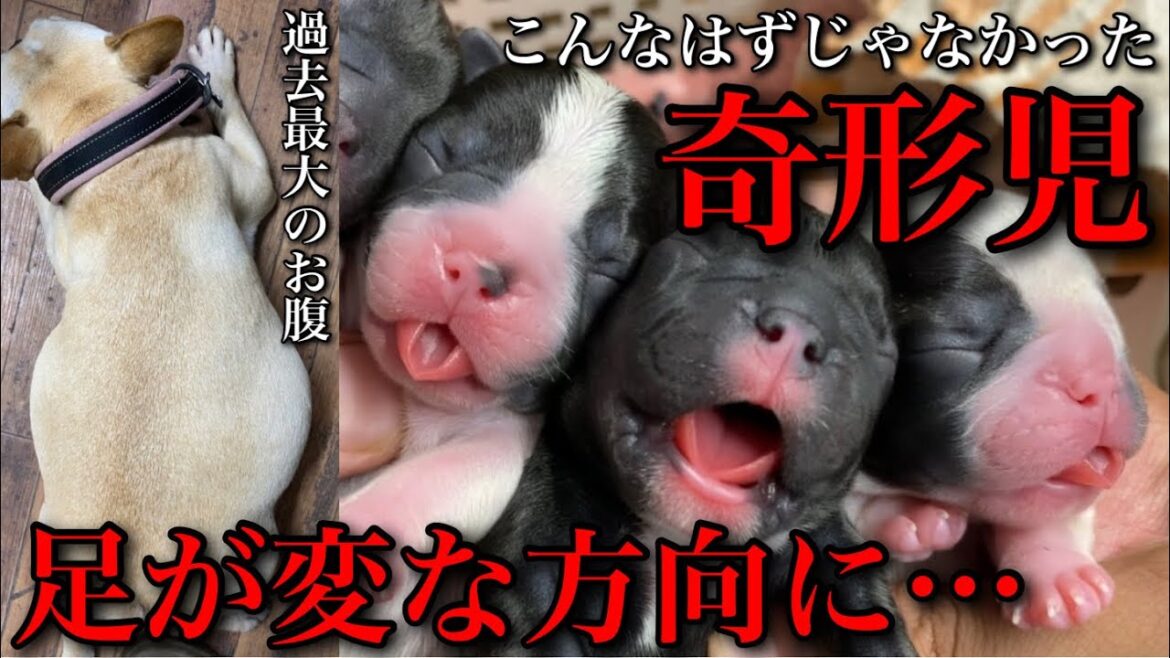 【犬の出産映像】過去最大級の妊婦から誕生したのは望まない奇形児でした