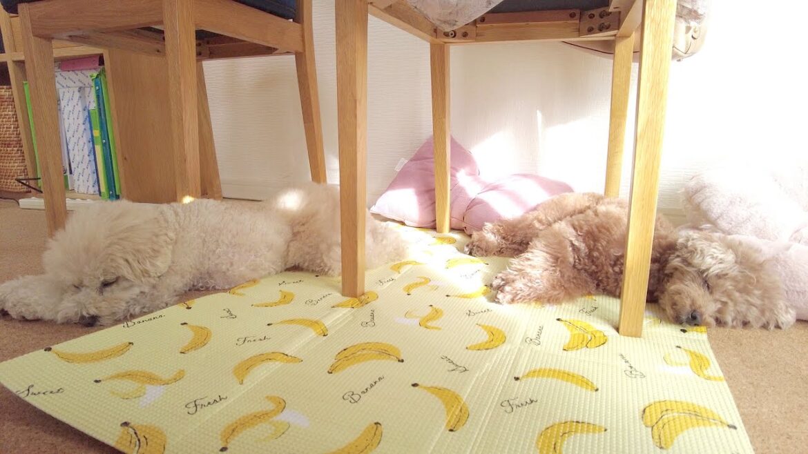 お昼寝してる愛犬に何も言わず散歩の準備を始めたらいつ気づくのか見てみたところ…