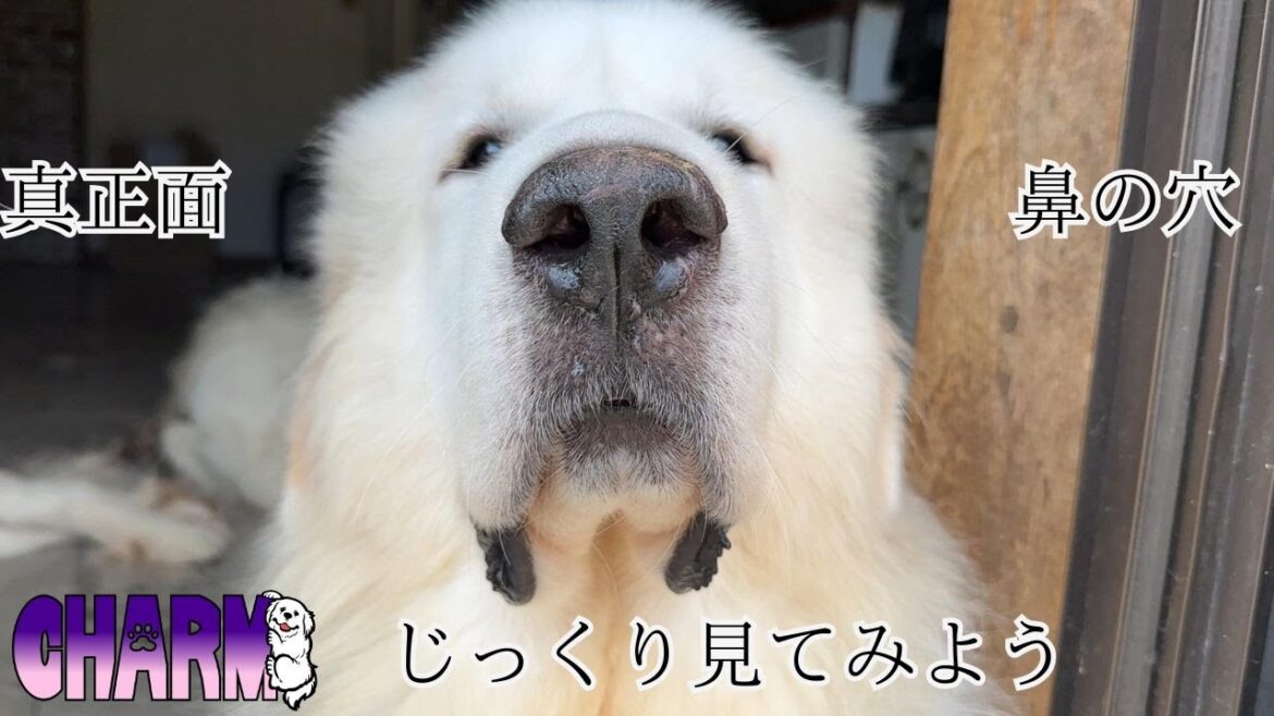 【真正面】じっくり見てみましょう!【Great Pyrenees】 【真正面】じっくり見てみましょう!【Great Pyrenees】