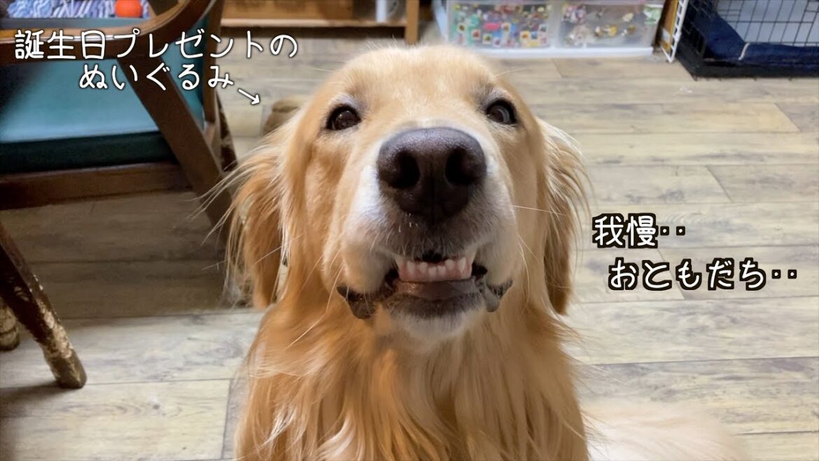 歯を食いしばって必死に自分に言い聞かせるゴールデンレトリバー