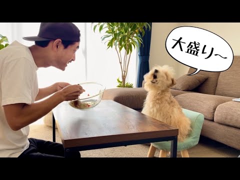 早くご飯を食べたくてウズウズしている愛犬がかわい。トマトとオクラのネバネバ。レークランドテリア。 早くご飯を食べたくてウズウズしている愛犬がかわい。トマトとオクラのネバネバ。レークランドテリア。