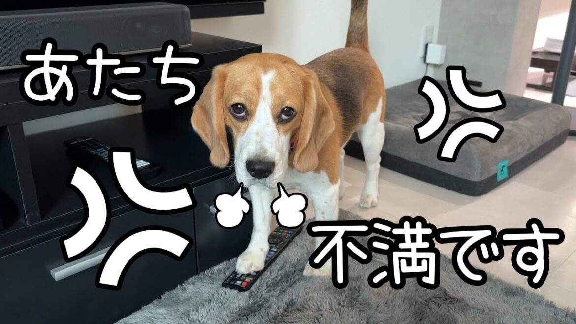 パパ不在が気に食わなくて嫌がらせしてくる 我が家の愛犬
