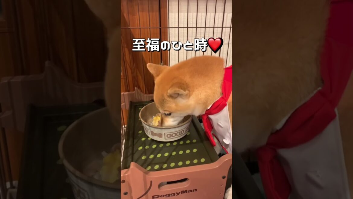 犬用親子丼に大喜び😂 #柴犬 #チワワ #shorts