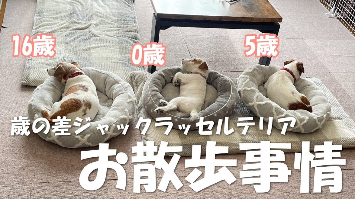 【3ぴき多頭飼い】歳の差ジャックラッセルテリアのお散歩事情