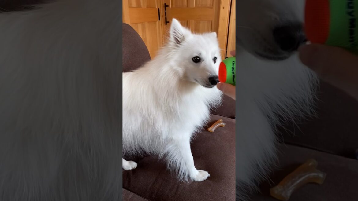 犬に微妙なフェイントかけられた　#japanesespitz #shorts #日本スピッツ