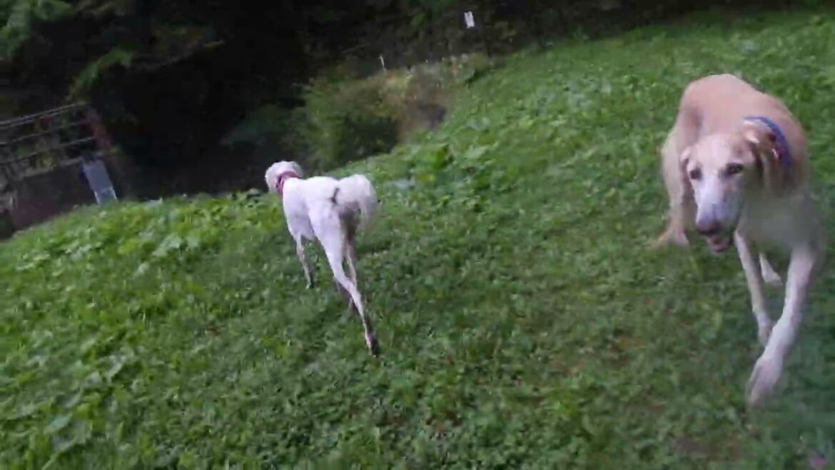 サルーキ　みしぇる＆ぽぽ・喜八は、似た者親子♪(Saluki）