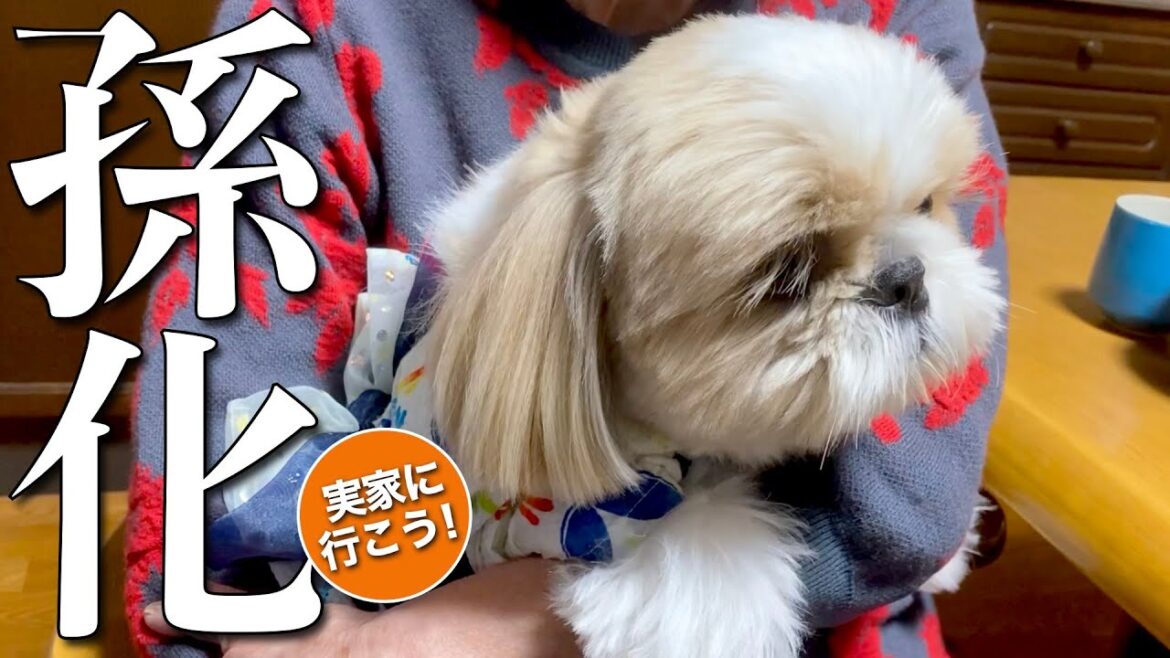【シーズー】ますます孫化する愛されシーズー！www 〜実家に行こう！〜【288】