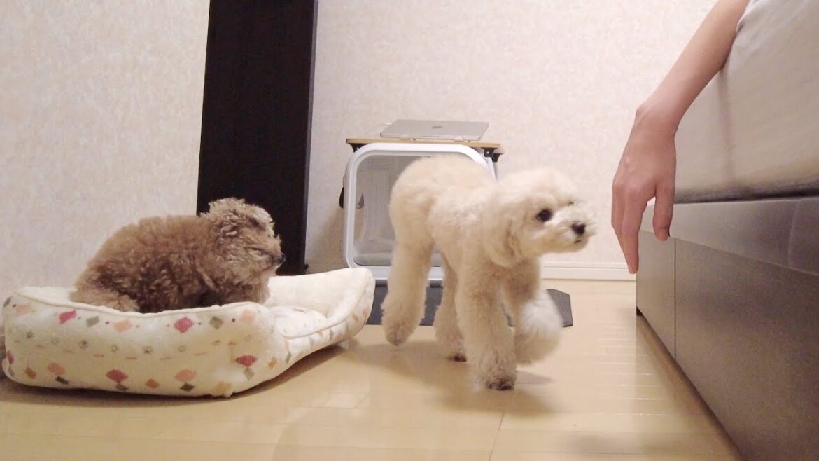 朝起こしに来た愛犬に手だけ出していたらこんな可愛い反応をされました