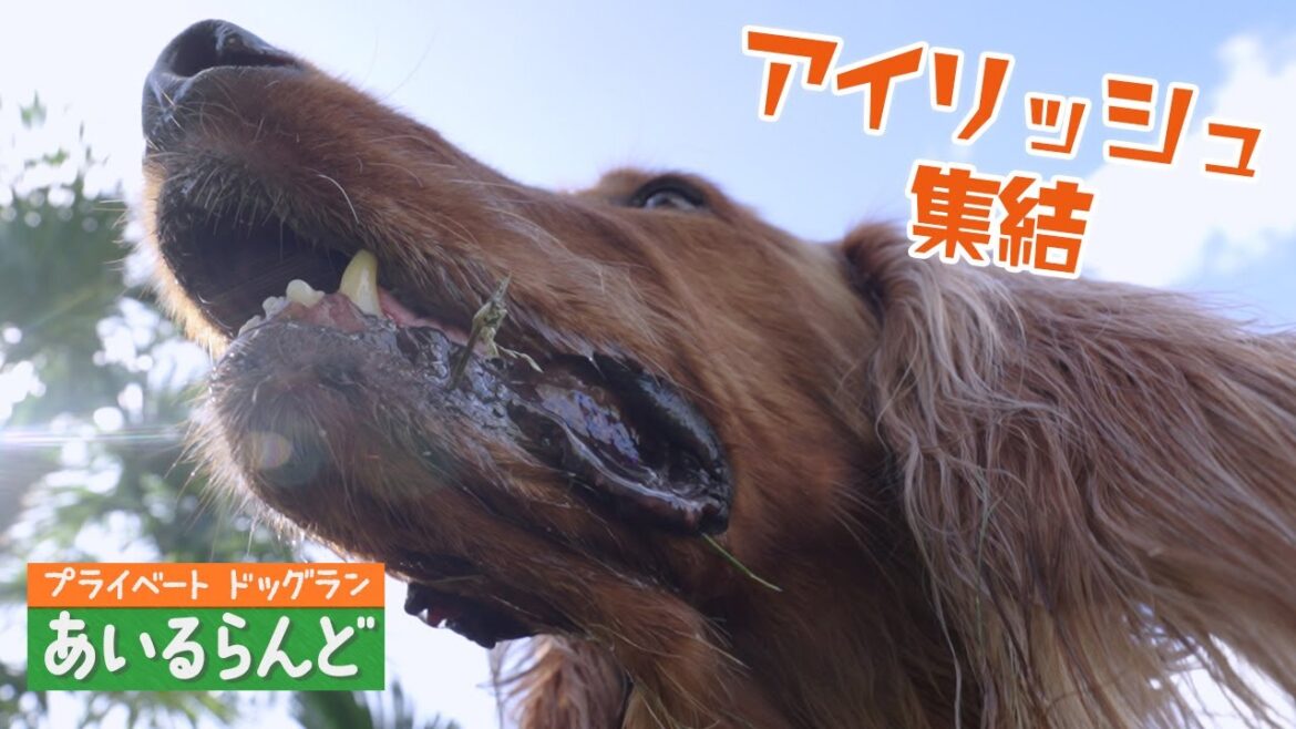 赤毛が集結〜アイリッシュセッター〜