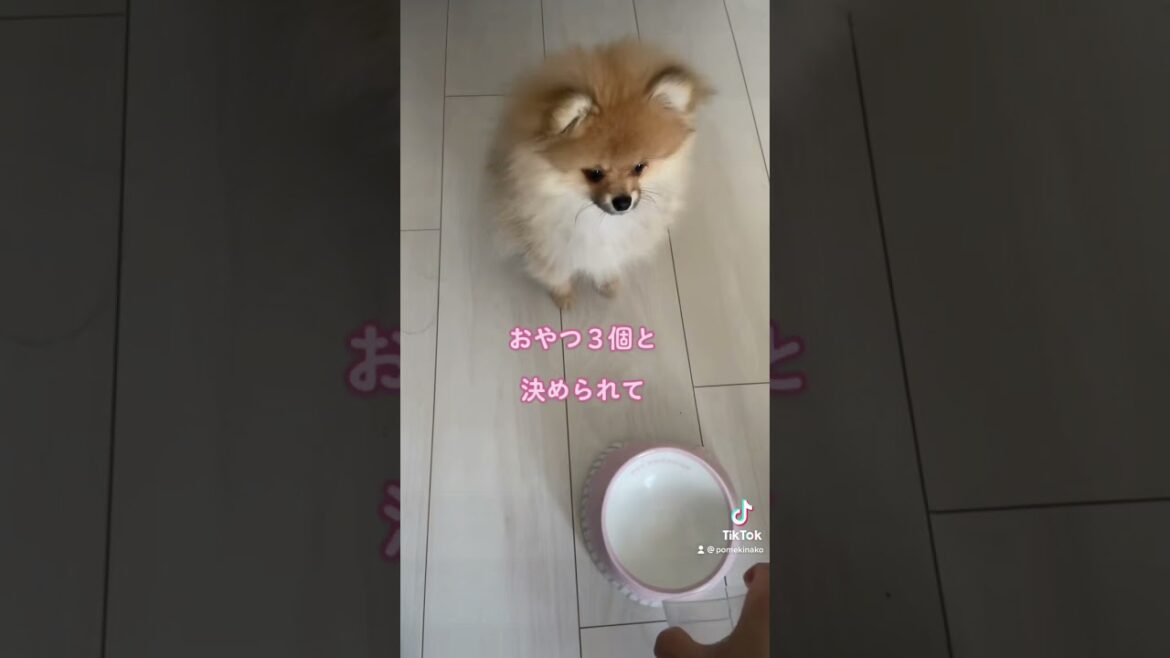 この音源かわいい🥰　#pomeranian #ポメラニアン #きなこ #shorts #小型犬
