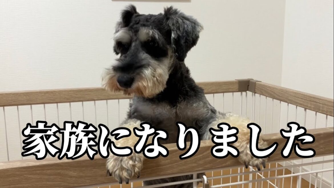 保護犬ミニチュアシュナウザーのカイ君をお迎えします！！
