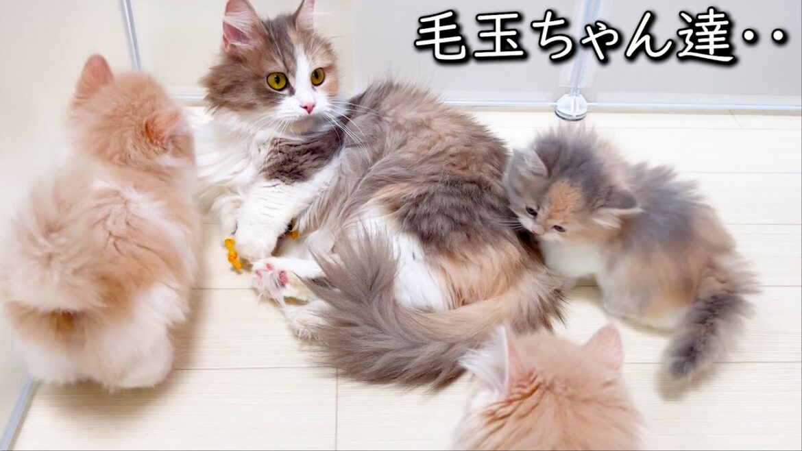 【マンチカンの子猫】毛玉ちゃん達とのお別れの件 ∼猫のいる生活Vol.821~ 出産動画 マンチカン短足・ミヌエット・ペルシャ猫専門ブリーダー『ペット蔵人』【子猫の成長記録】