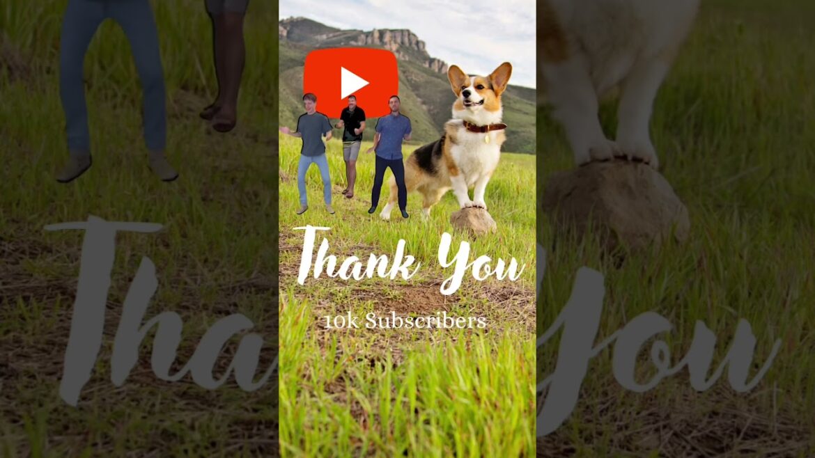 10k YouTube Subscribers Celebration!!! #shorts #corgi #celebration
