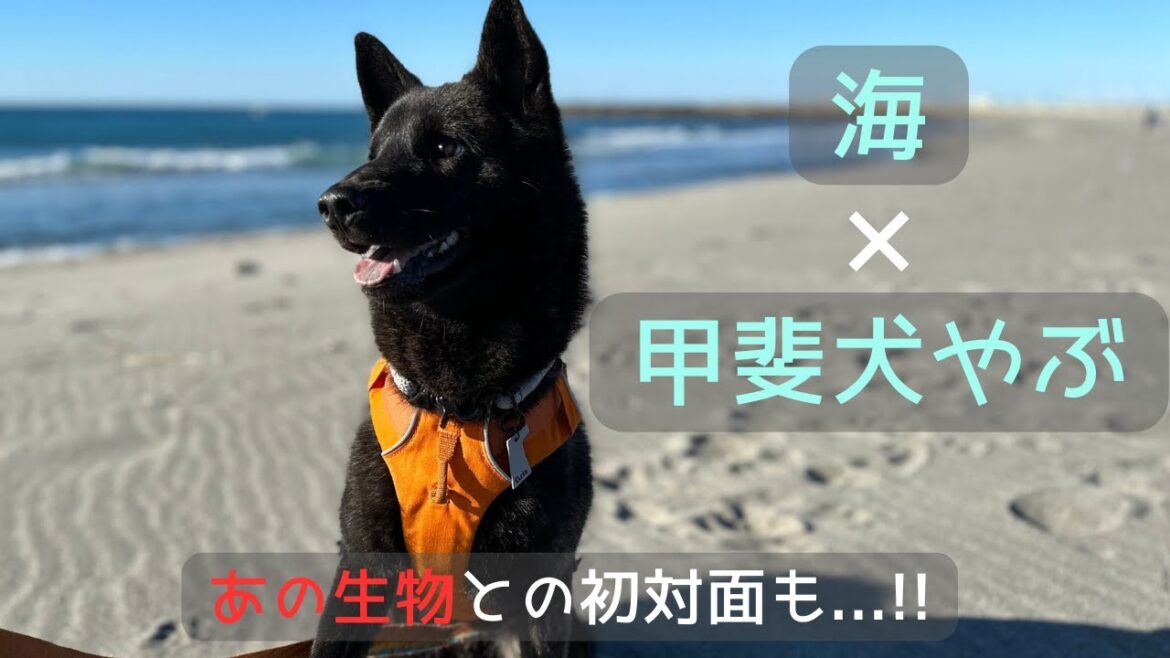 【甲斐犬】やぶを海に連れていったら、楽しそう過ぎた！！ドジなハプニングも...！