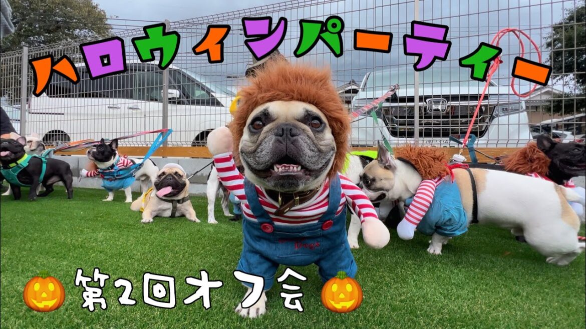 まさかのコスプレも⁉可愛いコスプレわんこに癒されまくった日～ヨン様を探せｗ～