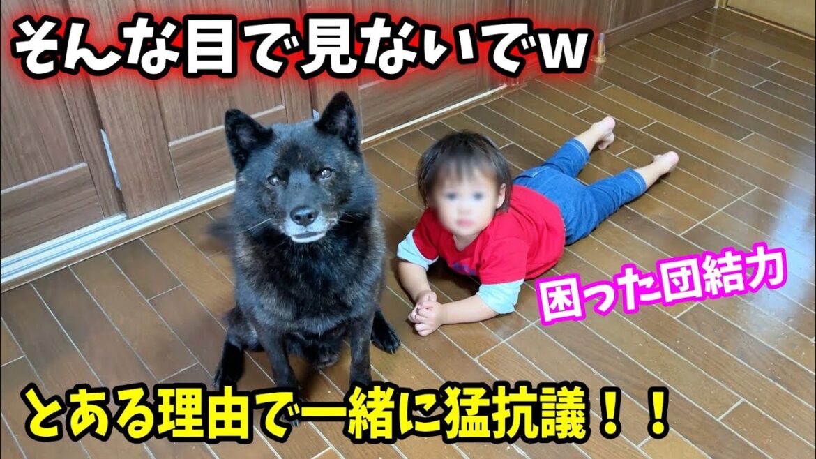 【仲良すぎ】とあることを言ったら、一緒に猛抗議されました【甲斐犬一休と猫のしずく】 【仲良すぎ】とあることを言ったら、一緒に猛抗議されました【甲斐犬一休と猫のしずく】