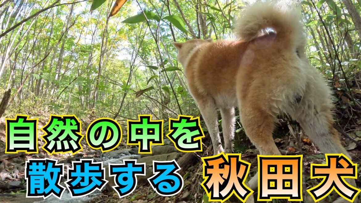びしゃもんのお気に入りの散歩コースをご紹介します