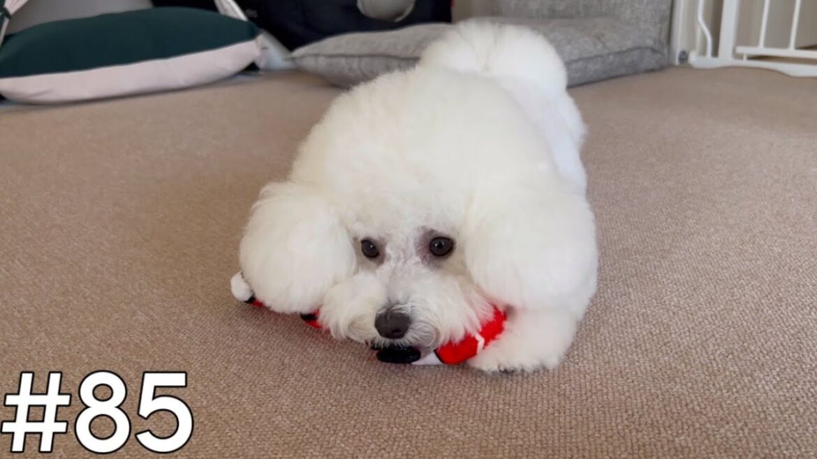 【Bichon Frise】お魚くわえたこうめさん♪ / ビションフリーゼ #85 【Bichon Frise】お魚くわえたこうめさん♪ / ビションフリーゼ #85